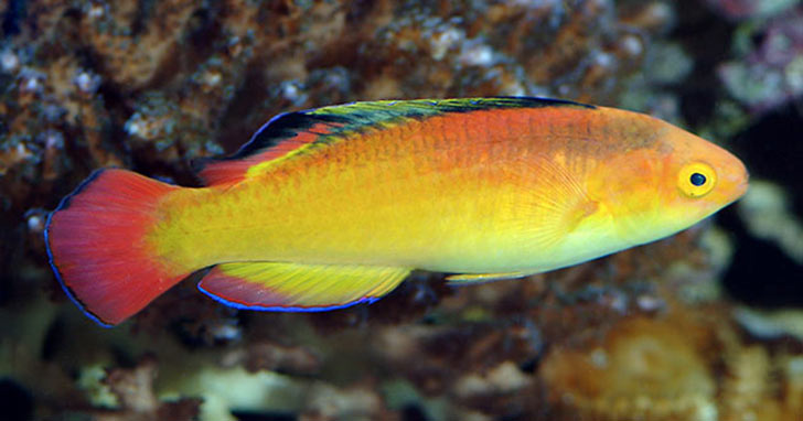 Routine Testing of Aquarium Water: Healthy Fish Require Quality Water ...