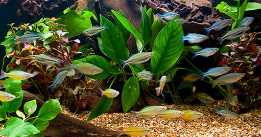 Easy Tips for Improved Aquarium Water Quality
