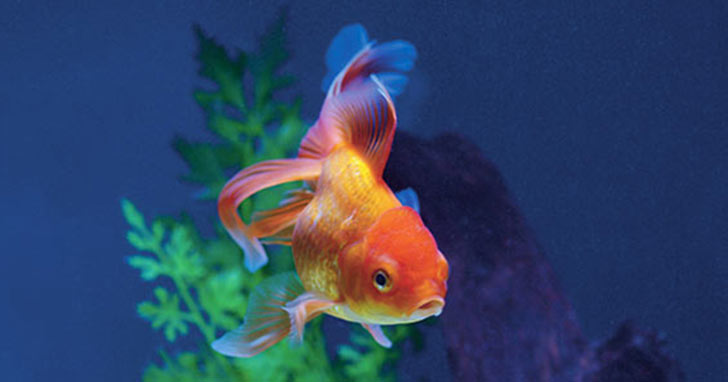 Prevent Ammonia Emergencies
