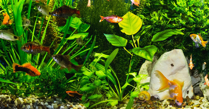 Freshwater Dither Fish: For Form and Function