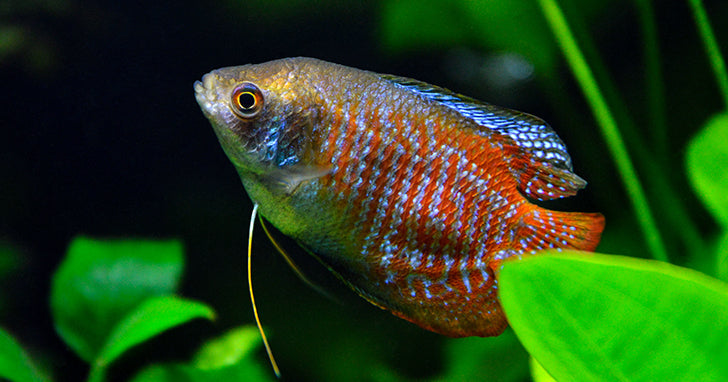 Dwarf Gourami