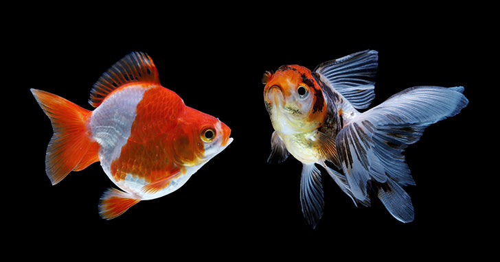 Fancy Goldfish: Oranda, Black Moor, Ryukin, Pearlscale