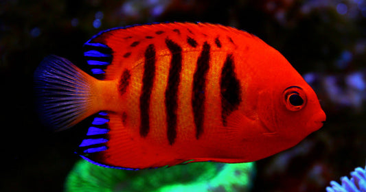 The Flame Angelfish