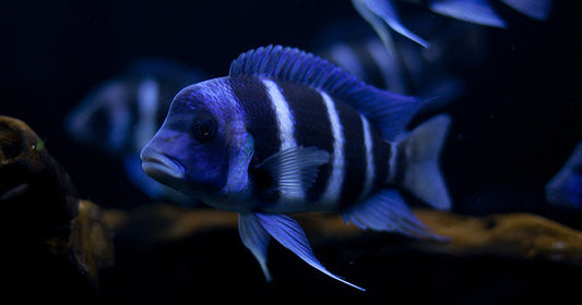 Frontosa Cichlids Bringing Interest to the Darker Areas of Your Aquarium
