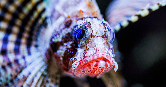 The Fuzzy Dwarf Lionfish