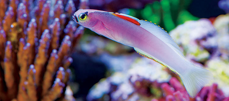 Committed to Environmentally Responsible Aquatic Life