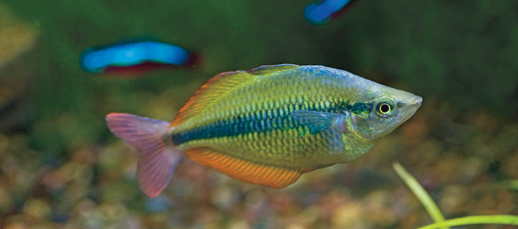 Defining Important Aquarium Water Parameters