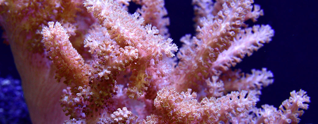 Popular Reef Corals for Beginners