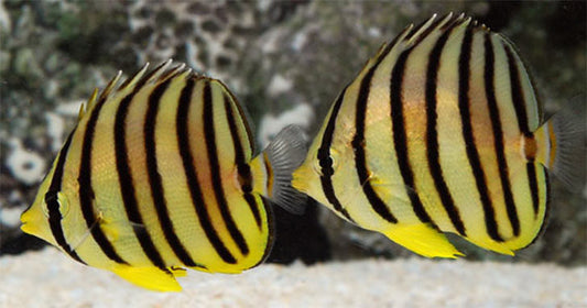 LiveAquaria® Diver's Den® WYSIWYG Store Quarantine Procedure for Marine Fish