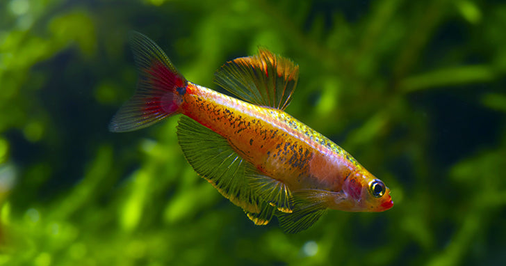 Fish Culod Freshwater Tropical Fish Species Profile: Golden White Cloud Minnow ...