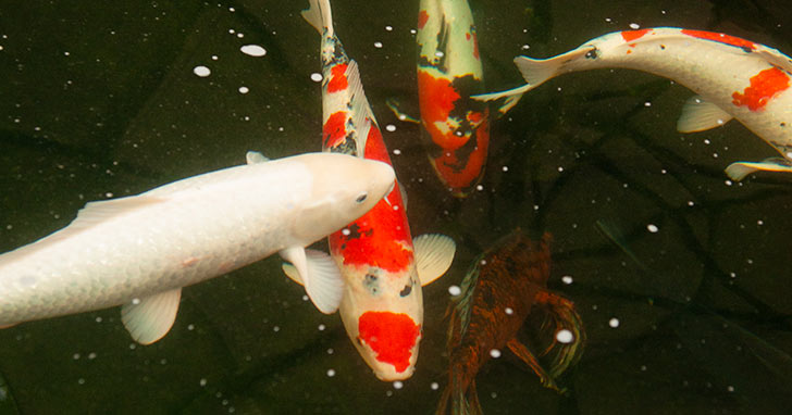How to Keep Predators Out of Your Pond Day and Night – LiveAquaria