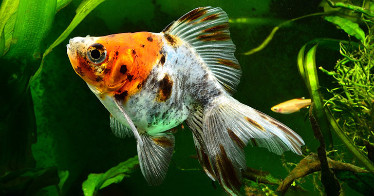 How to Set Up a Proper Goldfish Aquarium – LiveAquaria