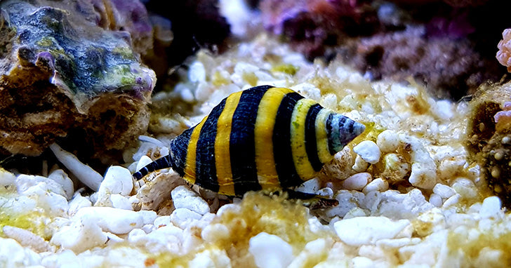 Nano Inverts: Small Cleanup Crews for Big Impact