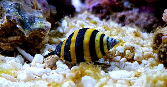 Nano Inverts: Small Cleanup Crews for Big Impact