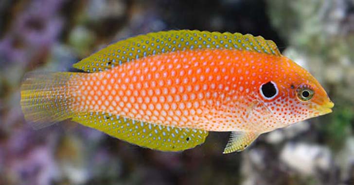 The Citrus Colored Kuiter’s Leopard Wrasse Female