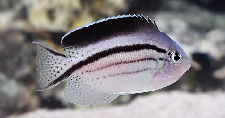 The Lamarck's Angelfish