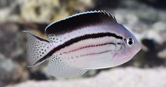 The Lamarck's Angelfish