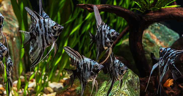 You’re Investing In The Future - Life Expectancies of 5 Popular Freshwater Fish