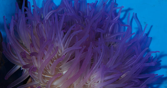 Marine Inverts - Anemones