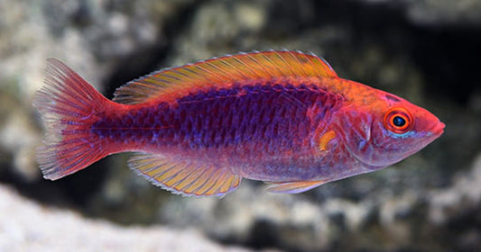 The Multicolor Lubbock's Fairy Wrasse