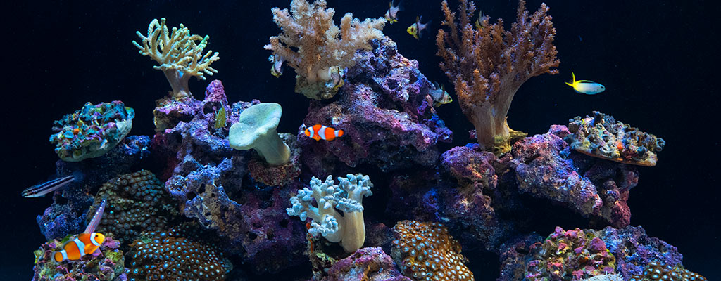 Reef Aquarium Basics