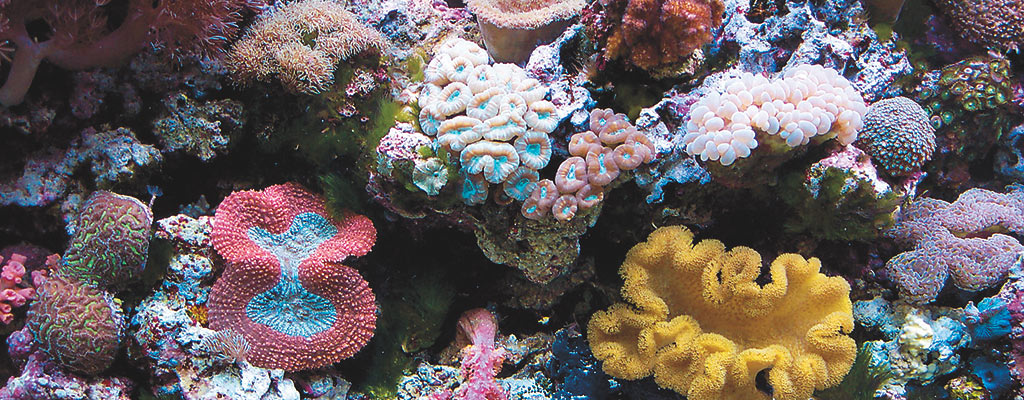 Aquarium Lighting: Spectrum and Intensity