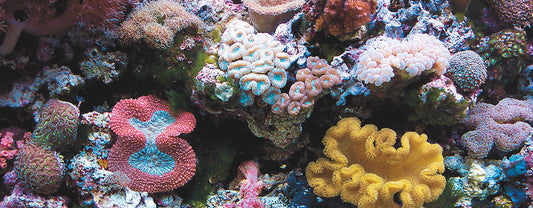Aquarium Lighting: Spectrum and Intensity