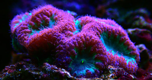 Nano Corals