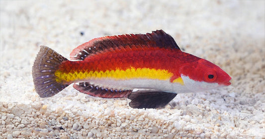 The Naoko's Fairy Wrasse