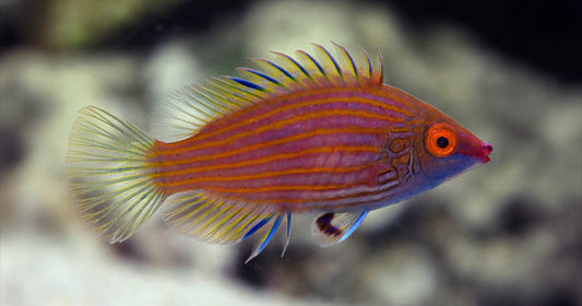 Pink Streaked Wrasses are Poetry in Motion