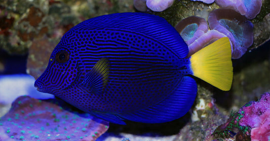 When You're Searching For a Real Showstopper, Nothing Delivers Like The Purple Tang