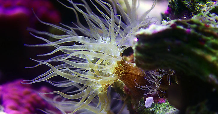 Aiptasia: Recognizing and Understanding This Stinging Cnidarian