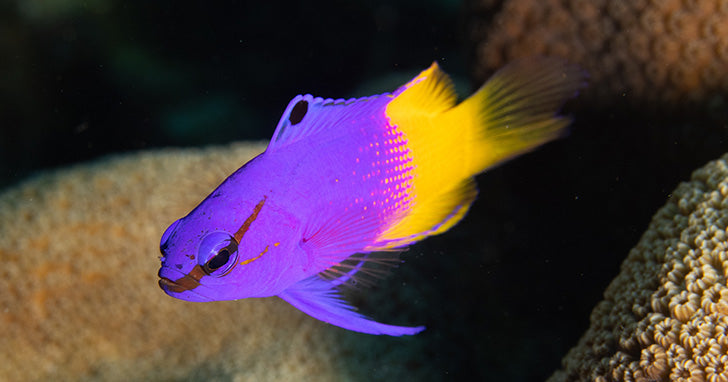 The Royal Gramma Basslet from LiveAquaria® is a vibrantly colored marine fish