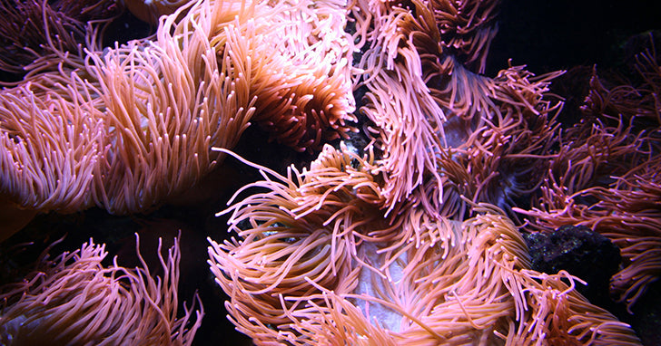 Selecting the Right Water Pump for your Aquarium