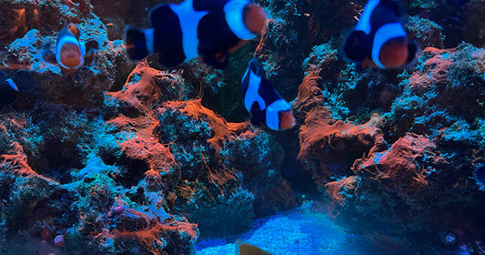 Simple Ways to Prevent Red Slime Algae Cyanobacteria