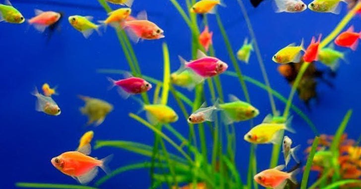 The GloFish®: Genetic goodness for your aquarium