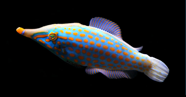 Stress and Fish Health