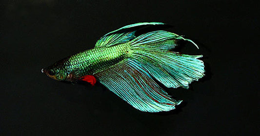The Best Care for the Beautiful Betta