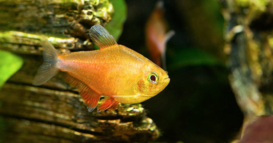Tetras: Great Community Fish!