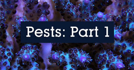Pests Invading the Reef Aquarium Hobby