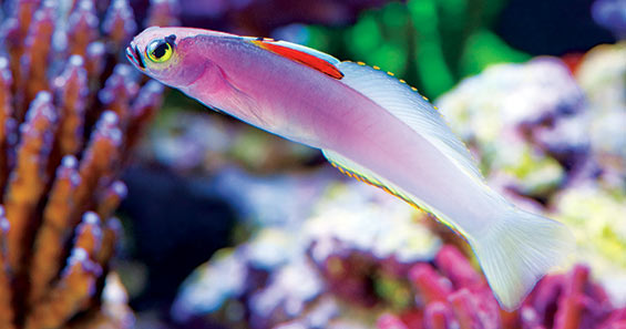 Responsibilities of a Saltwater Aquarium Owner