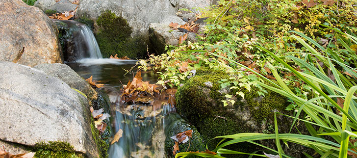 Fall Pond Plant Care Tips