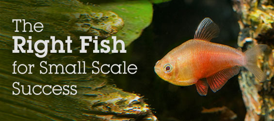 Small Scale Success: Stocking Your Small Aquarium