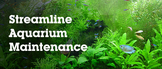 Simple Tips to Streamline Aquarium Maintenance