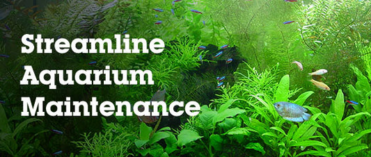 Simple Tips to Streamline Aquarium Maintenance