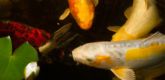 Monitor Pond Water Parameters