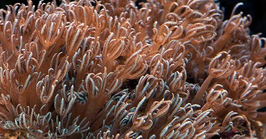 How Water Movement Contributes to Aquarium Fish Health