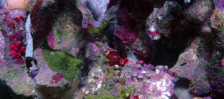 Live Rock: FAQs About Care and Use in Your Aquarium