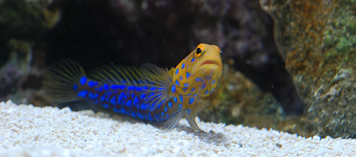 Glossary of Aquarium Terms