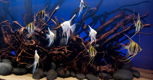 How to Showcase Your Aquarium Fish